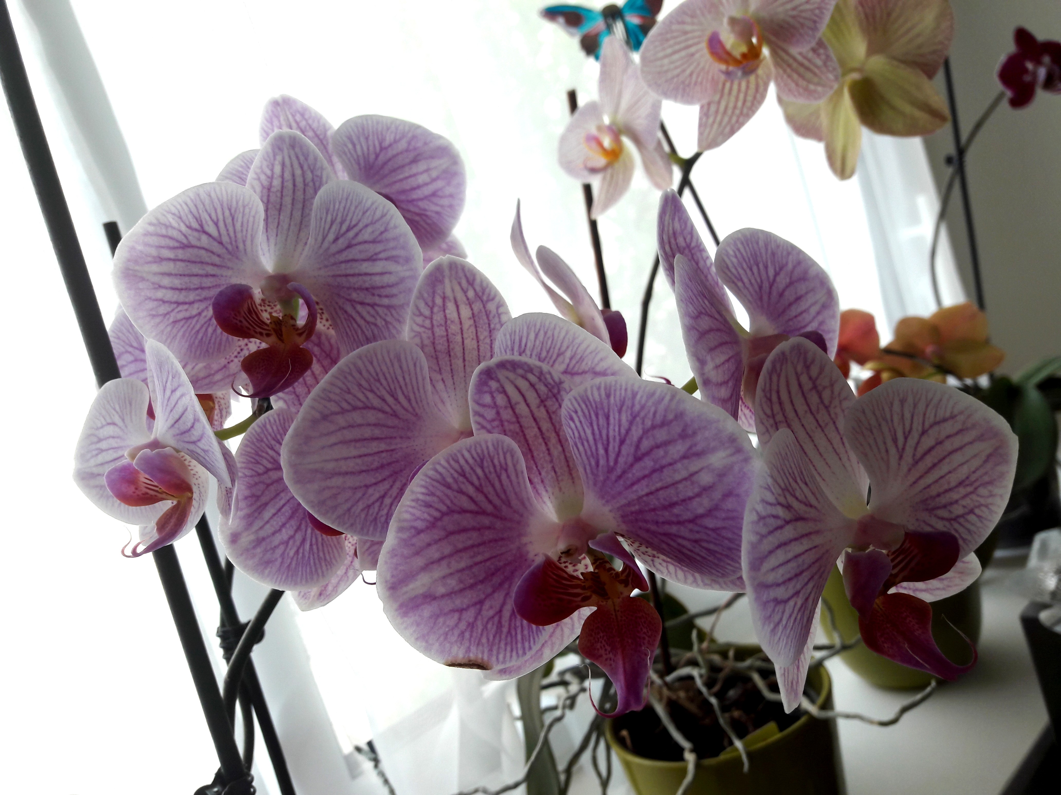 Conseils pour avoir de belles orchidées – Elle et son avis
